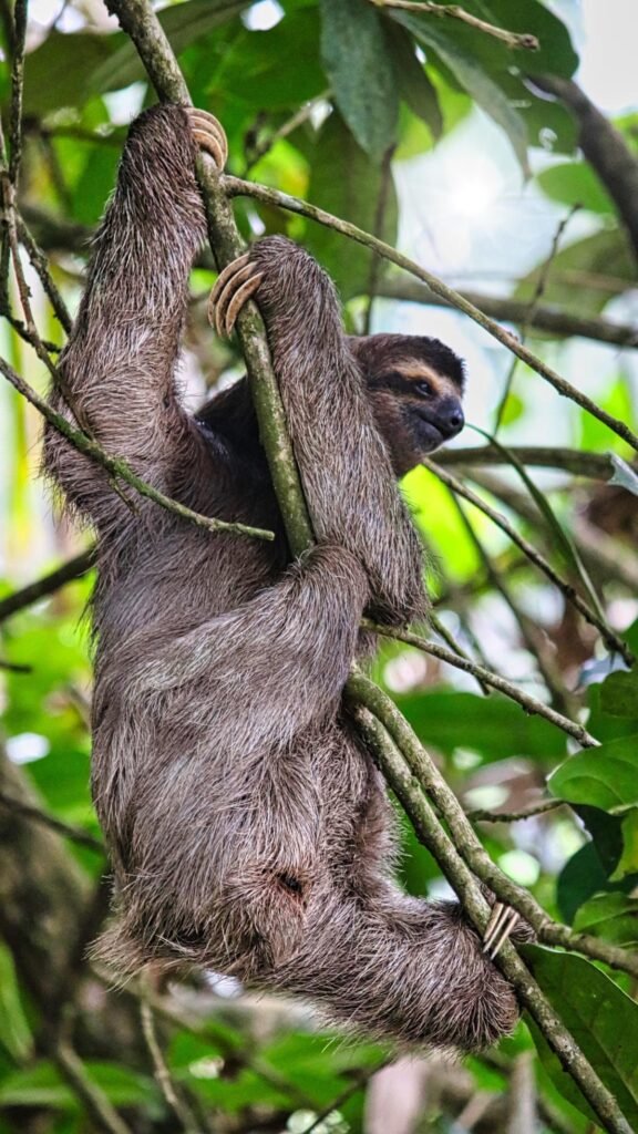 playa hermosa jaco wildlife