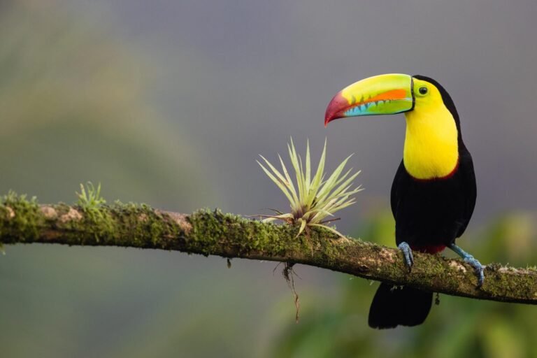 puntarenas wildlife playahermosa